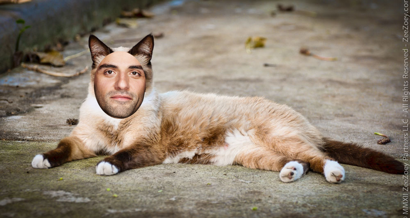 Illustration for article titled Cats That Look Like the Entire Cast of Star Wars